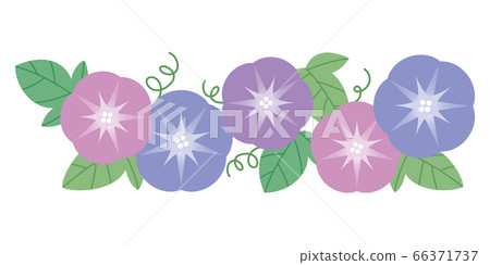 牽牛花牽牛花牽牛花花圖 牽牛花牽牛花牽牛花花圖 66371737