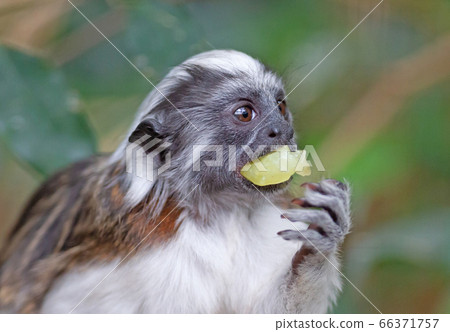 Black and white color small monkey Oedipus Tamarin Black and white color small monkey Oedipus Tamarin 66371757