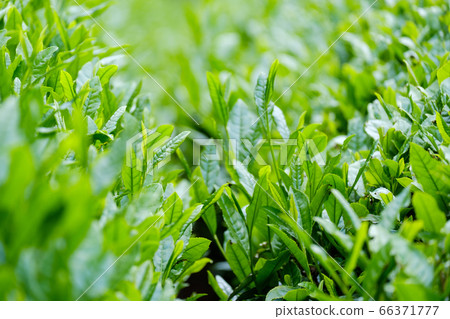 京都府和az町鮮綠茶場 第一茶 鮮茶 照片素材 圖片 圖庫