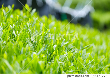 京都府和az町鮮綠茶場 第一茶 鮮茶 照片素材 圖片 圖庫