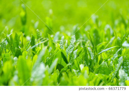 京都府和az町鮮綠茶場 第一茶 鮮茶 照片素材 圖片 圖庫 京都府和az町鮮綠茶場 第一茶 鮮茶 照片素材 圖片 圖庫