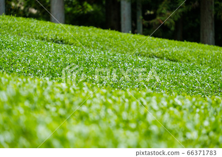 京都府和az町鮮綠茶場 第一茶 鮮茶 照片素材 圖片 圖庫