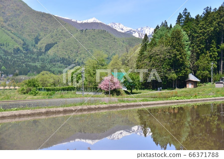 戰敗後在稻田中反映出初夏的景象 66371788