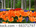 Tulip in Toyohira Park 66371797