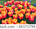 Tulip in Toyohira Park 66371798