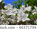 Rhododendron in Toyohira Park 66371799