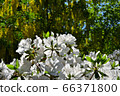 Rhododendron in Toyohira Park 66371800