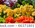 Rhododendron in Toyohira Park 66371801