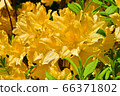 Rhododendron in Toyohira Park 66371802