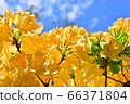 Rhododendron in Toyohira Park 66371804