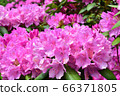 Rhododendron in Toyohira Park 66371805