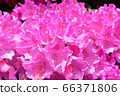 Rhododendron in Toyohira Park 66371806