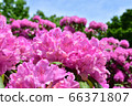 Rhododendron in Toyohira Park 66371807