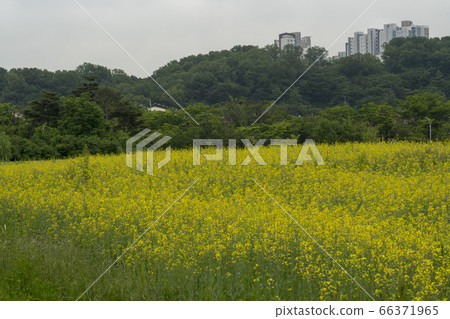 Rape flower 66371965