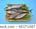 竹莢魚 66371987