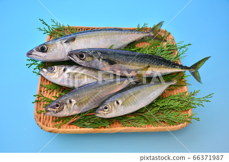 Assorted horse mackerel Assorted horse mackerel 66371987