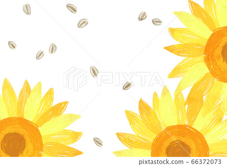 向日葵盛開 向日葵盛開 66372073