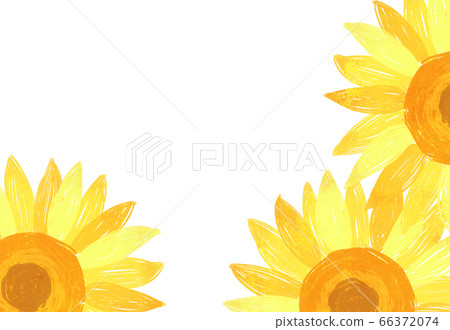 向日葵盛開 66372074