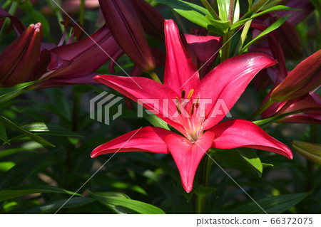 南瓜百合紫色鑽石 66372075