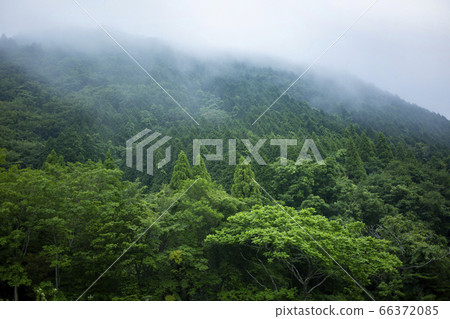 Cedar forest 66372085