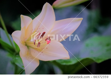 A lovely lily flower that gets wet in the rain A lovely lily flower that gets wet in the rain 66372359