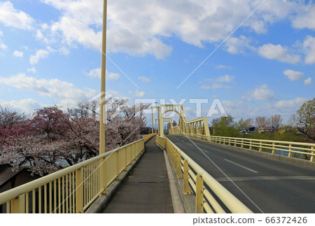 Coral Bridge during the cherry blossom season (Kitakami City, Iwate Prefecture) 66372426