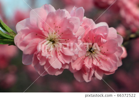 雙櫻花圖像 66372522
