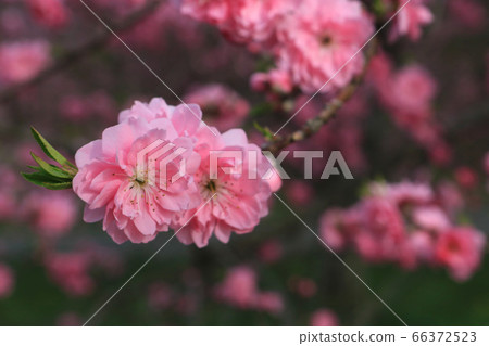 雙櫻花圖像 雙櫻花圖像 66372523