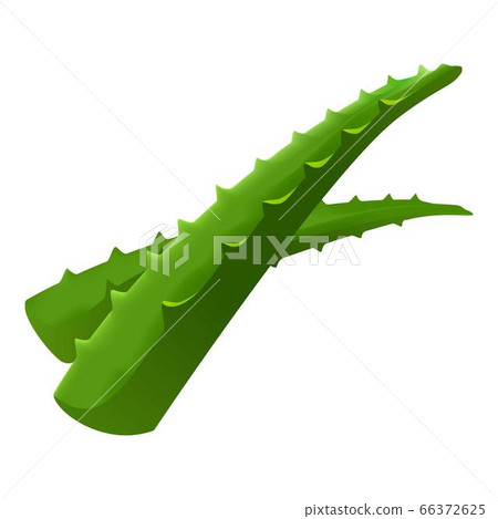 Aloe vera leafs icon, cartoon style 66372625