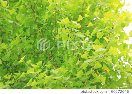 Ginkgo biloba in the blue season 66372646