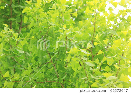 Ginkgo biloba in the blue season 66372647