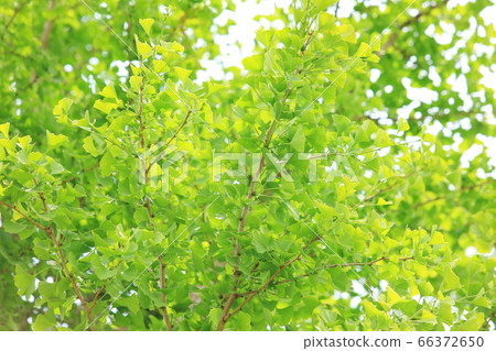 Ginkgo biloba in the blue season 66372650