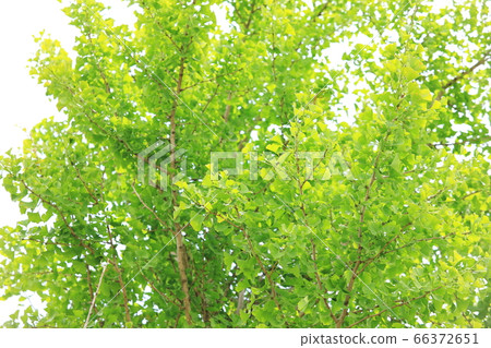 Ginkgo biloba in the blue season 66372651