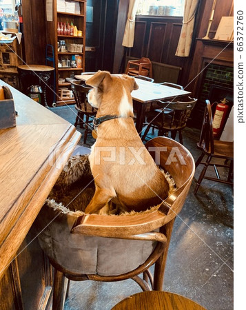 Puppy in restaurant Puppy in restaurant 66372760