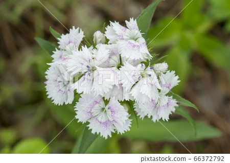 粉色植物 66372792