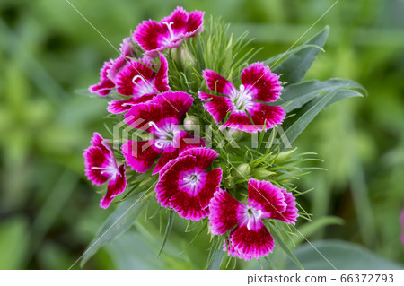 粉色植物 66372793