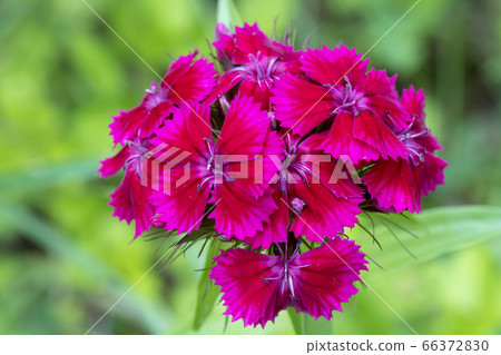 粉色植物 粉色植物 66372830