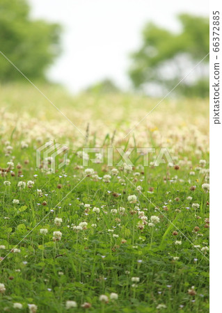 White flower garden White flower garden 66372885