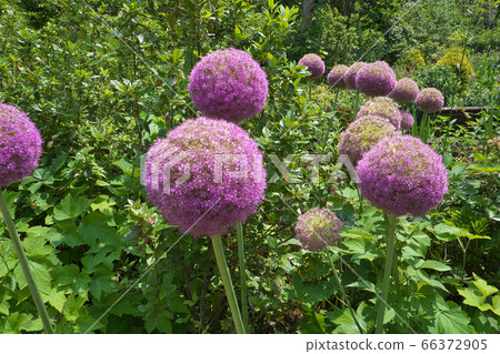 Allium gigantium that blooms purple flowers like giant leek bows Allium gigantium that blooms purple flowers like giant leek bows 66372905