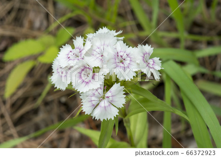 gillyflower gillyflower 66372923