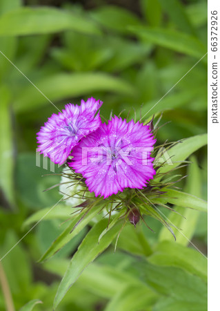 粉色植物 66372926
