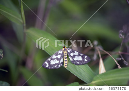 Ume Edakashu Ume Edakashu 66373178