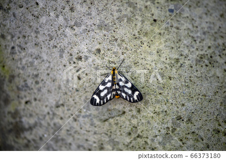 Ume Edakashu 66373180