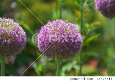 Allium gigantium that blooms purple flowers like giant leek bows 66373311