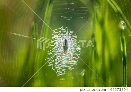 Argiope bruennichi (juvenile) 66373804