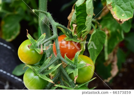 櫻桃番茄未成熟的半成熟 66373859