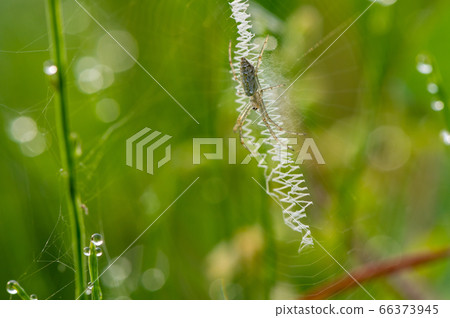 Argiope bruennichi (juvenile) 66373945