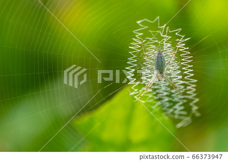 Argiope bruennichi (juvenile) Argiope bruennichi (juvenile) 66373947