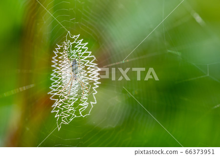 Argiope bruennichi (juvenile) 66373951