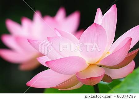 Lotus flower Lotus flower 66374789